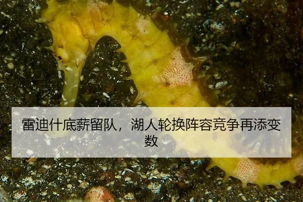 雷迪什底薪留队，湖人轮换阵容竞争再添变数